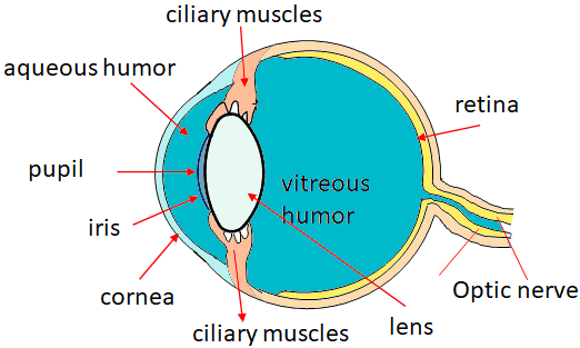 human eye